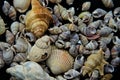 Sea shells and snails isolated on black background