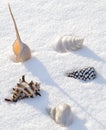 Sea shells on the snow Royalty Free Stock Photo