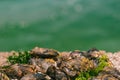 Barnacles and mussels on ÃÂ° rock n Royalty Free Stock Photo