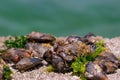Barnacles and mussels on ÃÂ° rock Royalty Free Stock Photo