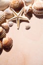 Sea shells and star closeup