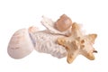 Sea shells, star fish, coral Royalty Free Stock Photo