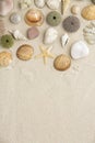 Sea shells and star fish Royalty Free Stock Photo