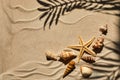 Sea shells and starfich on sand as background. Top view. Background for product Royalty Free Stock Photo