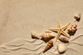 Sea shells and starfich on sand as background. Top view. Background for product Royalty Free Stock Photo