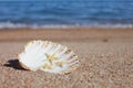 Sea shells and starfish on the beach. Sandy beach with waves. Summer vacation concept. Holidays by the sea Royalty Free Stock Photo