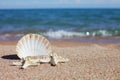 Sea shells and starfish on the beach. Sandy beach with waves. Summer vacation concept. Holidays by the sea