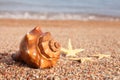 Sea shells and starfish on the beach. Sandy beach with waves. Summer vacation concept. Holidays by the sea Royalty Free Stock Photo