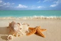 Sea shells starfish sand turquoise caribbean Royalty Free Stock Photo