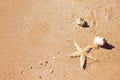 Sea shells and starfish on a sandy beach. Summer beach background. Top view Royalty Free Stock Photo