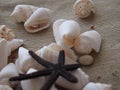 Sea shells and starfish sea