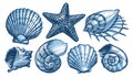 Sea shells and starfish set. Marine concept. Underwater nature aquatic, undersea world collection vector illustration