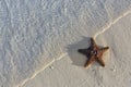 Sea shells starfish on tropical sand turquoise caribbean summer vacation travel icon Royalty Free Stock Photo