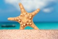 Sea shells starfish on tropical sand turquoise caribbean summer vacation travel Royalty Free Stock Photo