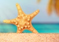 Sea shells starfish on tropical sand turquoise caribbean summer vacation travel Royalty Free Stock Photo