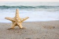 Sea shell starfish on tropical sand turquoise caribbean summer vacation Royalty Free Stock Photo