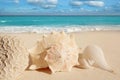 Sea shells starfish turquoise caribbean Royalty Free Stock Photo