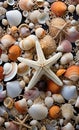 a mixture of shells and a starfish on top Royalty Free Stock Photo