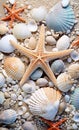 a mixture of shells and starfish on a beach Royalty Free Stock Photo