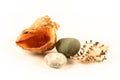 Sea shells and stones Royalty Free Stock Photo