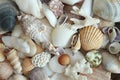 Sea shells, stones, mussels and corals under sun light