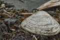 Sea Shells stuck in the muddy seaweed along the beach Royalty Free Stock Photo