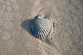 Sea Shells of the Texas Coast