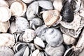 sea shells texture Royalty Free Stock Photo