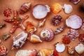 sea shells texture Royalty Free Stock Photo