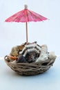 Sea shells with umbrella cocktail decoration. Pink cocktail decoration in a seashells. Royalty Free Stock Photo