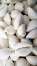 Sea shells used for decoration