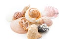 Sea shells