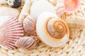 Sea shells