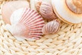 Sea shells