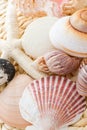 Sea shells