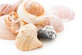 Sea shells