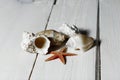 Sea shells Royalty Free Stock Photo