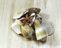 Sea shells Royalty Free Stock Photo