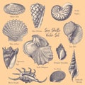 Sea Shells Vector Engravings Collection