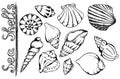 Sea shells vector monochrome isolated line art set