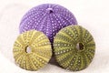 Sea shells of violet and green sea urchin lying on the sand