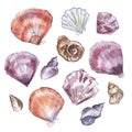 Sea shells watercolor drawing.