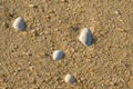 Sea shells in wet sand on the beach Royalty Free Stock Photo