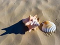 Sea shells on Weymouth beach