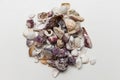 sea shells on white background Royalty Free Stock Photo