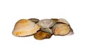 A pile of sea shells. White Background. Royalty Free Stock Photo