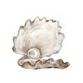 Sea shells white Illustrations. Marine design. Hand drawn watercolor painting on white background. - Illustration
