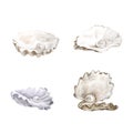 Sea shells white Illustrations. Marine design. Hand drawn watercolor painting on white background. - Illustration