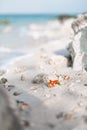 Sea shells on white sand on the beach close up Royalty Free Stock Photo