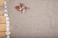 Sea shells on a wooden pier and beach sand. Empty shells of sea snails on the sand Royalty Free Stock Photo